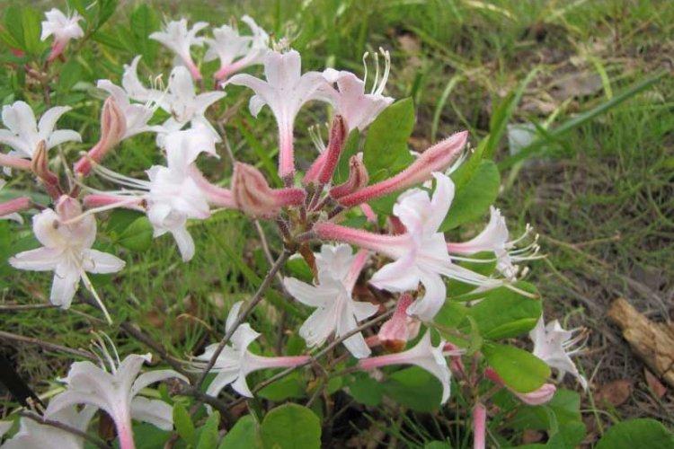 Rhododendron de l'Atlantique - Espèce de Rhododendron