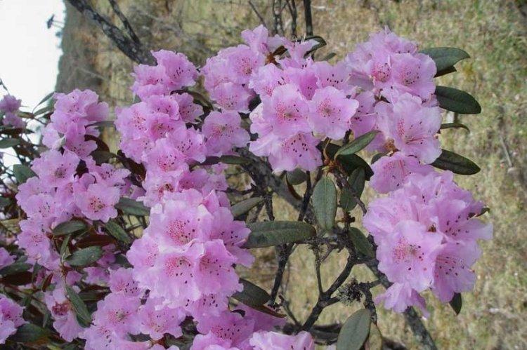 Rhododendron carpien - Espèce de Rhododendron