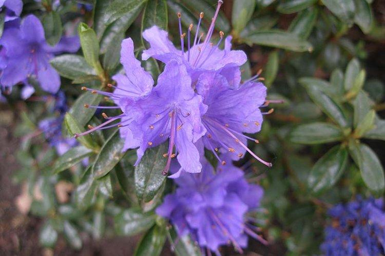 Rhododendron rougissant - Espèce de Rhododendron