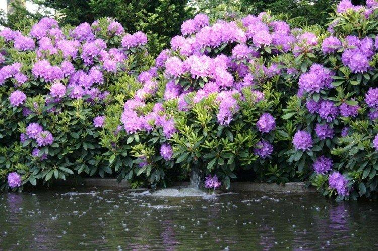 Arrosage - Rhododendron Care