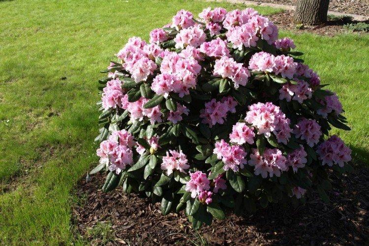 Sol - Rhododendron Care