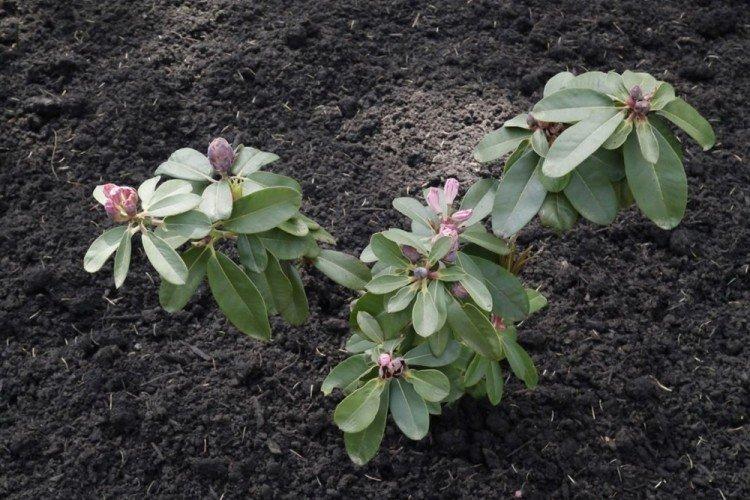 Transplantation et reproduction - Rhododendron Care