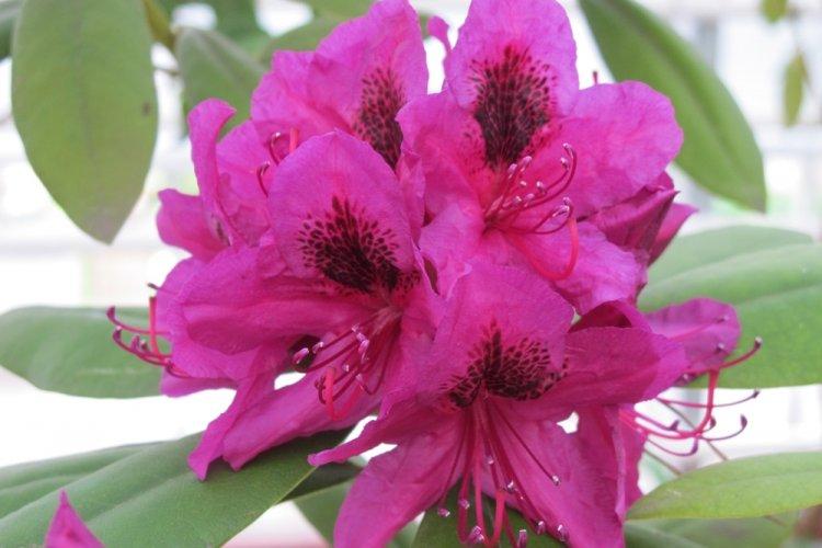 Rhododendron - photo