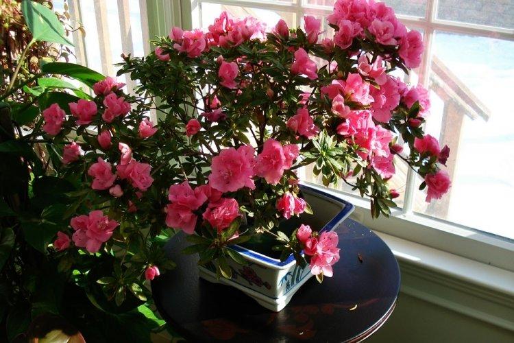 Rhododendron - photo