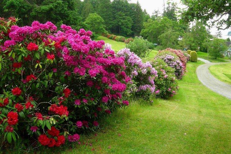 Rhododendron - photo