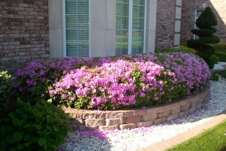 Rhododendron - photo