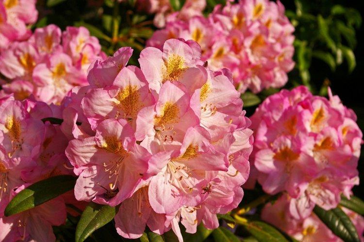 Rhododendron - photo