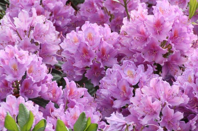 Rhododendron - photo