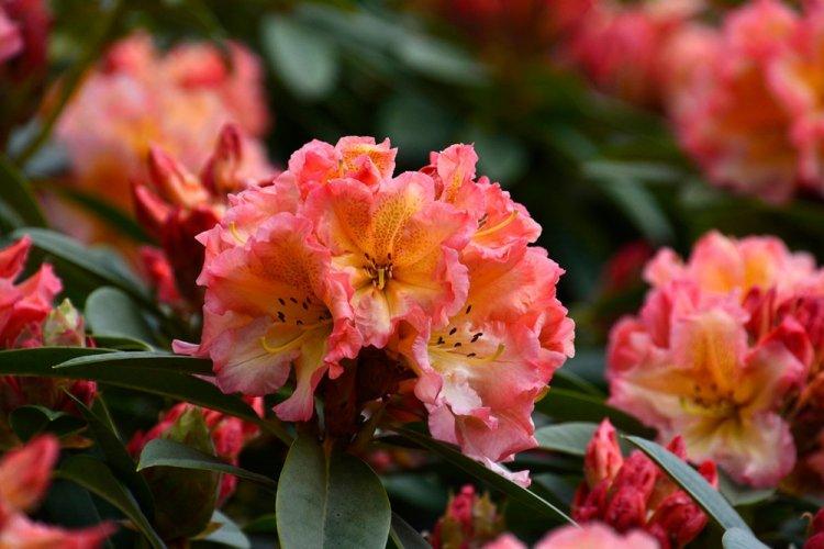 Rhododendron - photo