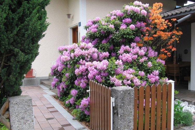 Rhododendron - photo