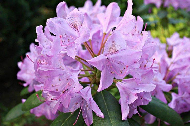 Rhododendron - photo