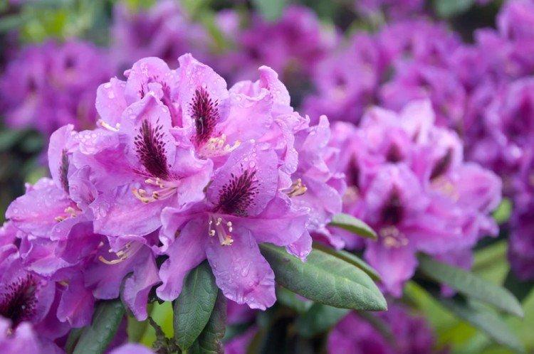 Rhododendron - photo