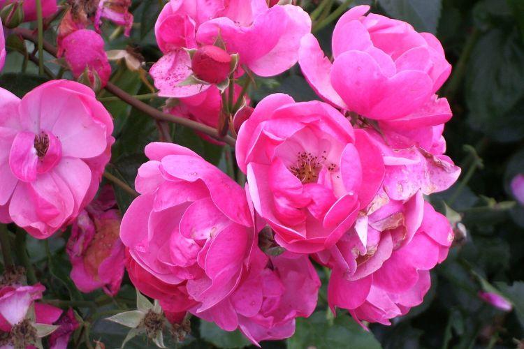 Rosier Floribunda : les meilleures variétés pour la région de Moscou