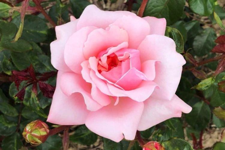 Floribunda rose Valentine Heart - les meilleures variétés pour la région de Moscou
