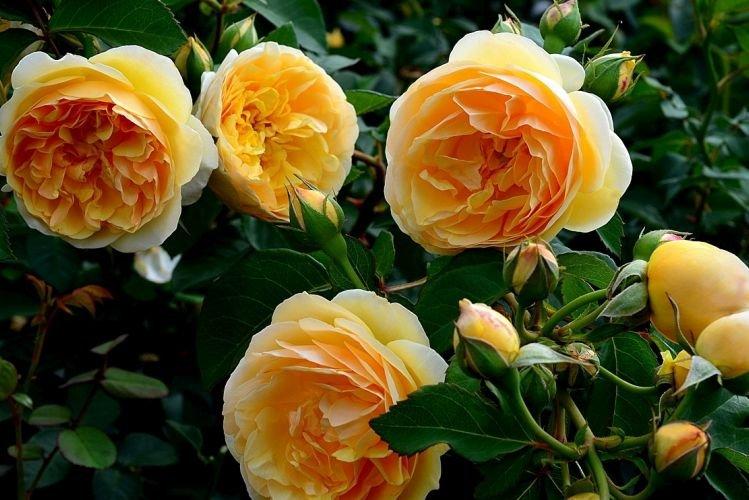 Floribunda rose Graham Thomas - les meilleures variétés pour la région de Moscou
