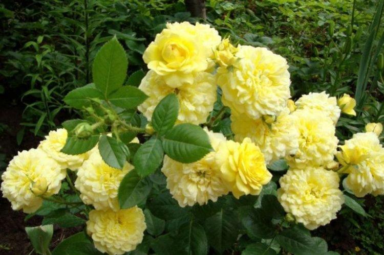Floribunda rose Anny Duperey - les meilleures variétés pour la région de Moscou