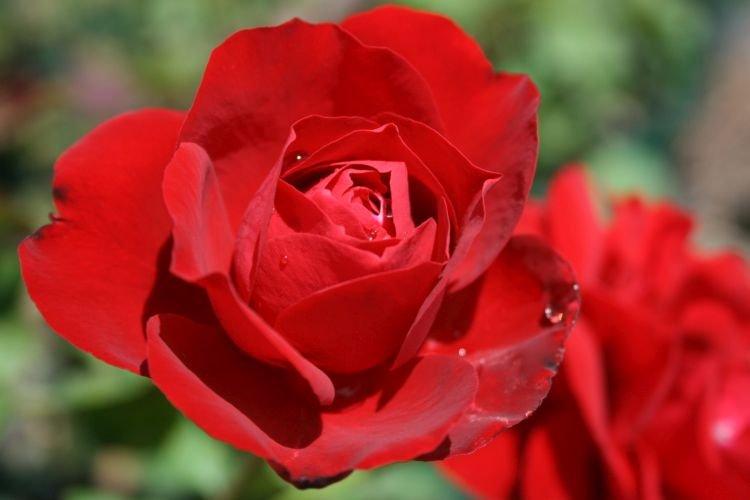 Floribunda rose Lilli Marleen - les meilleures variétés pour la région de Moscou
