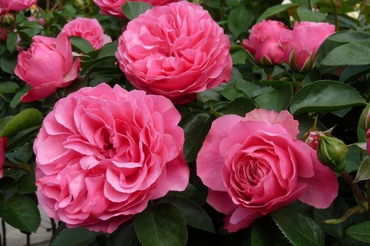 Floribunda rose Leonardo da Vinci - les meilleures variétés pour la région de Moscou