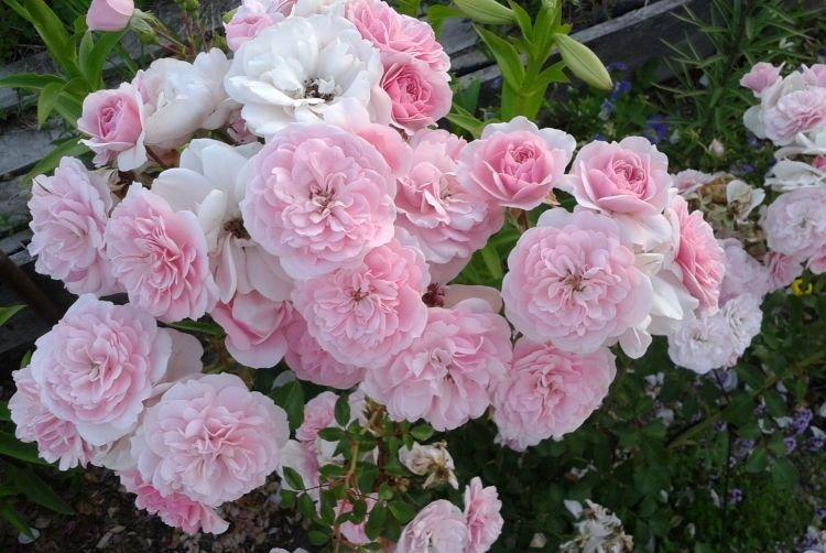 Rose floribunda Bonica 82 - les meilleures variétés pour la région de Moscou