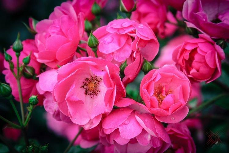 Floribunda Angela rose - les meilleures variétés pour la région de Moscou