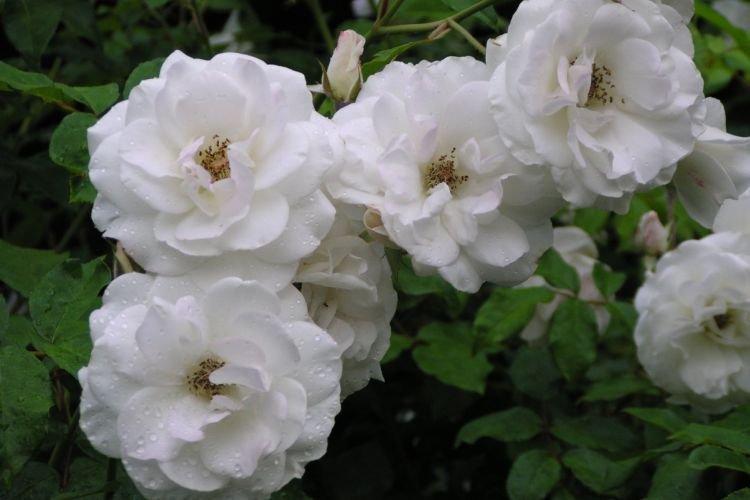 Floribunda rose Iceberg CI - les meilleures variétés pour la région de Moscou