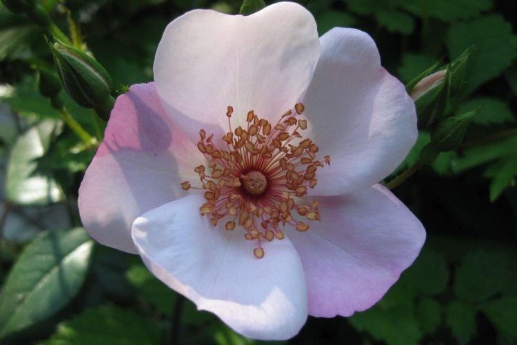 Floribunda Astronomia rose - les meilleures variétés pour la région de Moscou