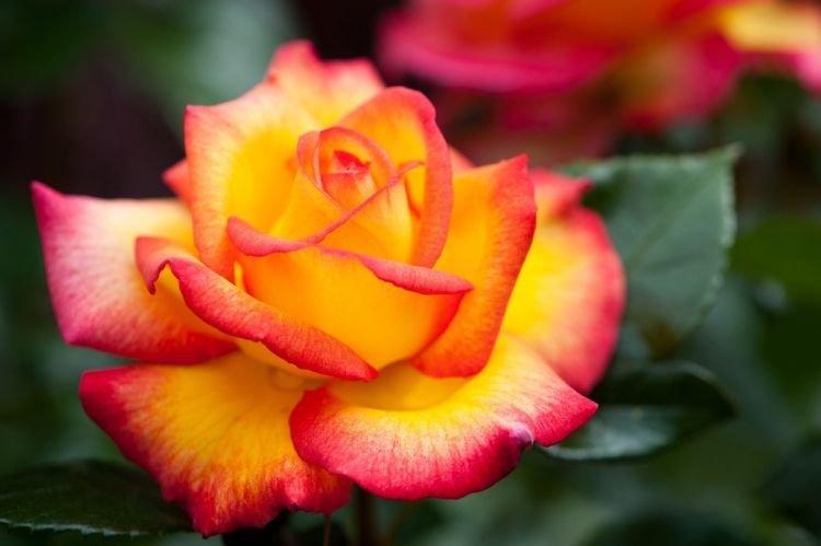Floribunda rose Sheilas Parfum - les meilleures variétés pour la région de Moscou