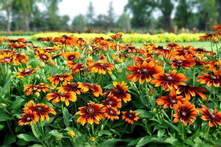 Informations générales - Rudbeckia