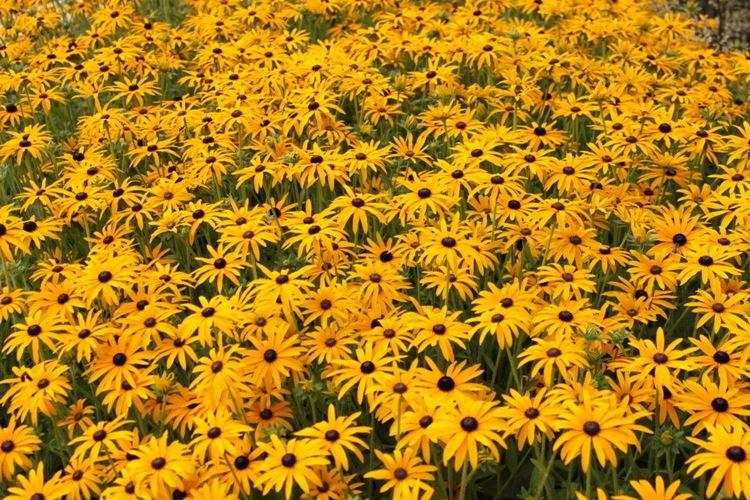 Rudbeckia brillant - Espèces et variétés