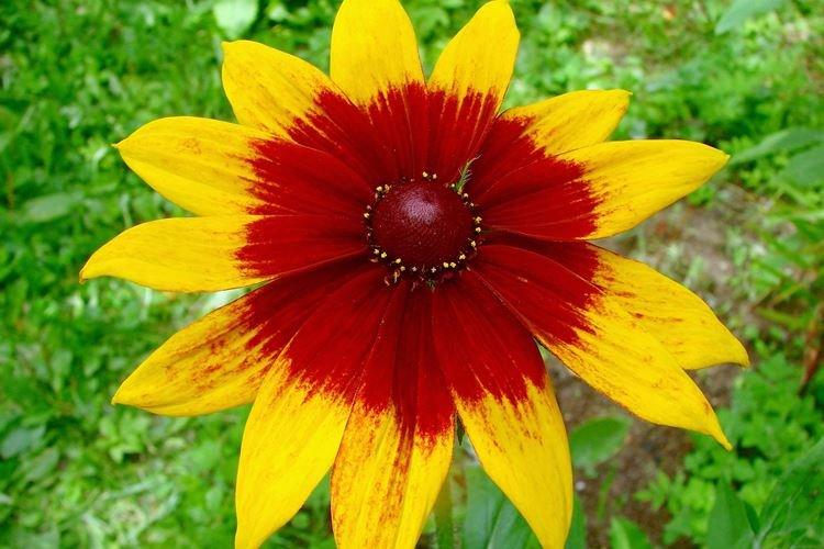 Rudbeckia bicolor - Espèces et variétés