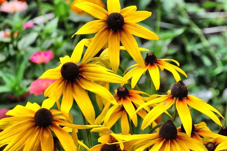 Rudbeckia glossy - Espèces et variétés