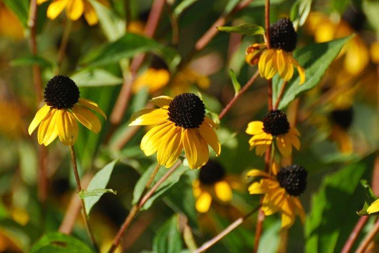 Rudbeckia triloba - Espèces et variétés