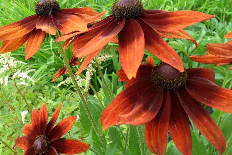 Engrais et alimentation - Rudbeckia care