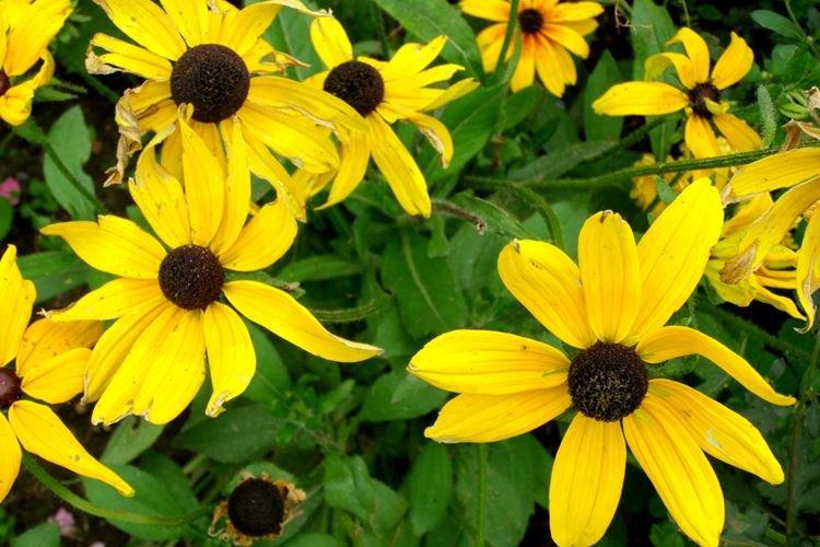 Rudbeckie - photo