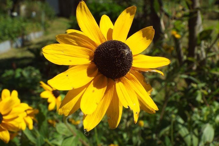 Rudbeckie - photo