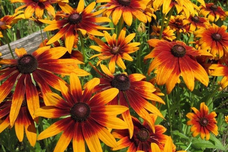 Rudbeckie - photo