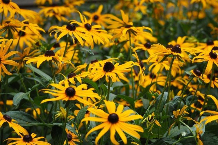 Rudbeckie - photo