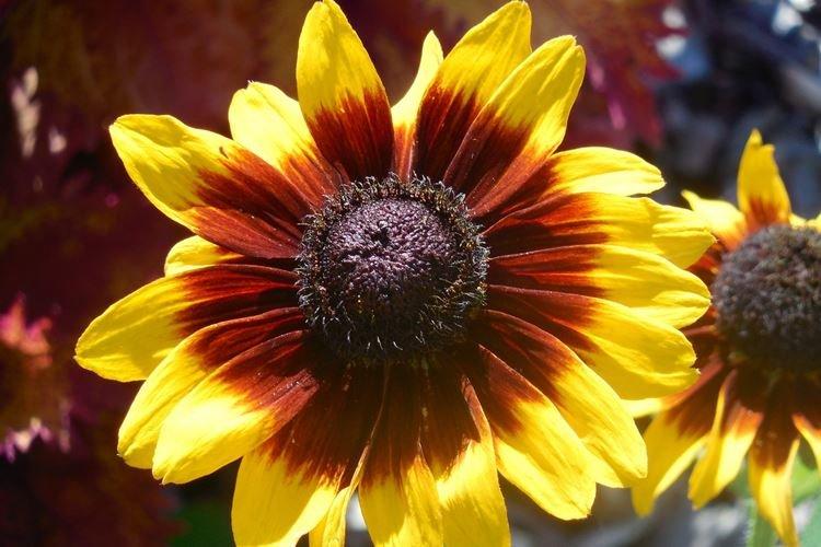 Rudbeckie - photo