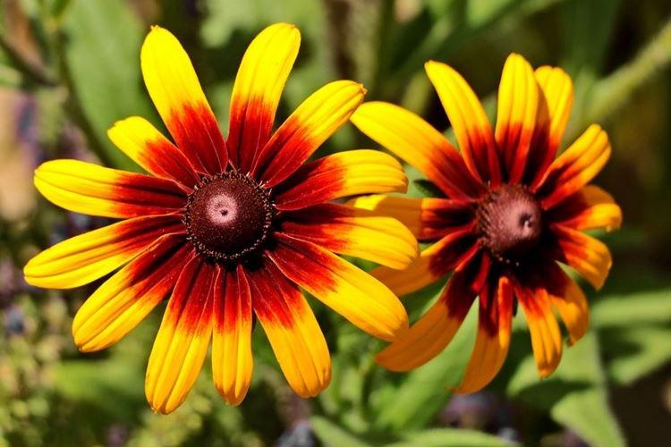 Rudbeckie - photo