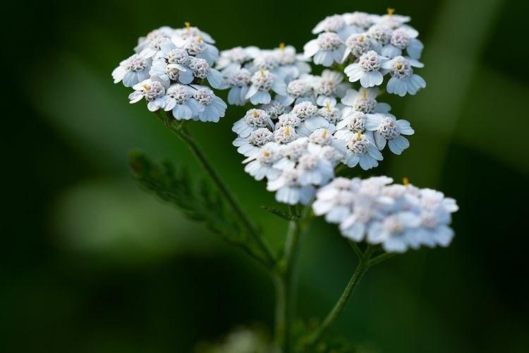 Millefeuille - Fleurs de jardin qui fleurissent tout l'été