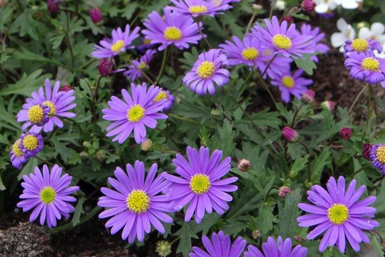 Brachikoma - Fleurs de jardin qui fleurissent tout l'été