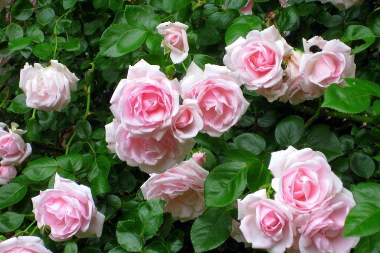 Rose - Fleurs de jardin qui fleurissent tout l'été