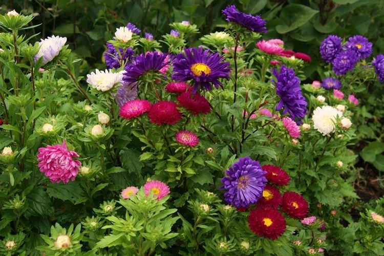 Asters - Fleurs de jardin qui fleurissent tout l'été