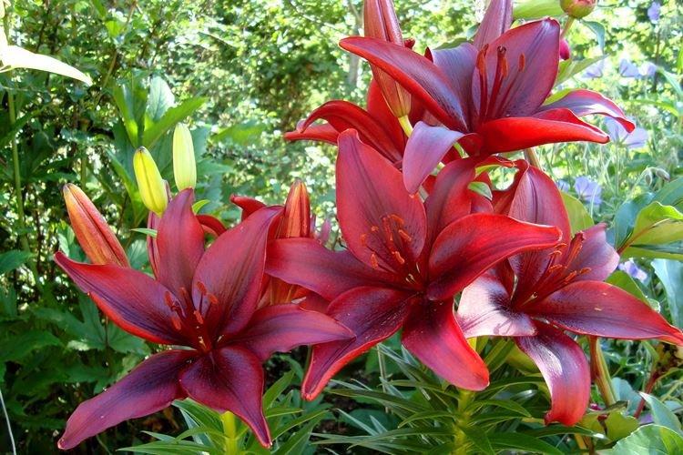 Lys - Fleurs de jardin qui fleurissent tout l'été