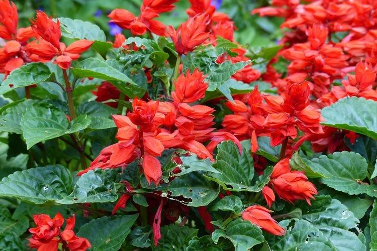 Salvia - Fleurs de jardin qui fleurissent tout l'été