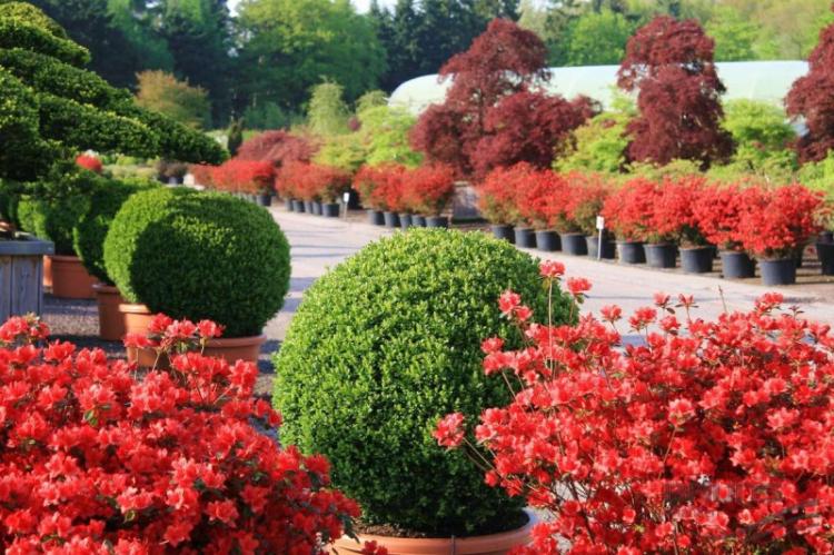 Caractéristiques générales - Buis