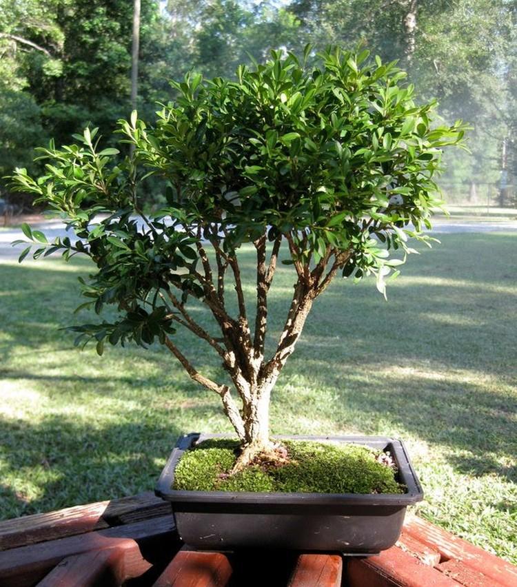 Guirlande de buis - Espèces de buis