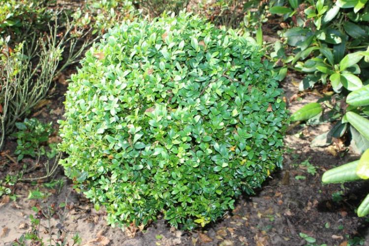 Buis Arborescens - Types de buis