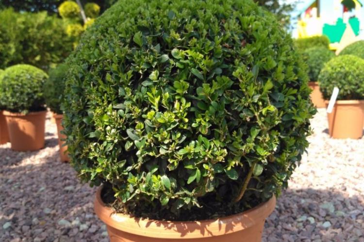 Éclairage - Entretien du buis