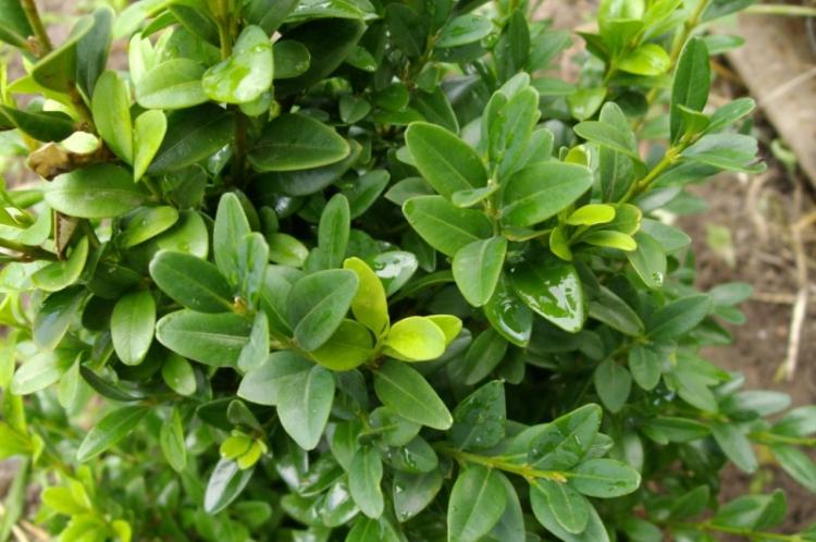 Arrosage - Soin du buis